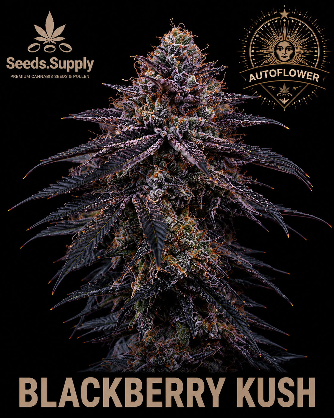Blackberry Kush Autoflower cannabis flower by Seeds.Supply