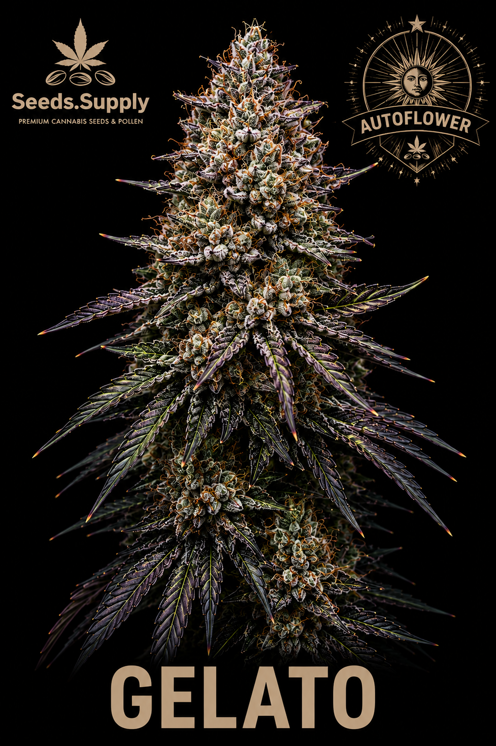 Gelato Autoflower cannabis flower by Seeds.Supply