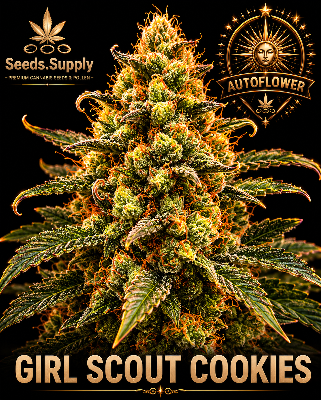 Girl Scout Cookies Autoflower cannabis flower by Seeds.Supply