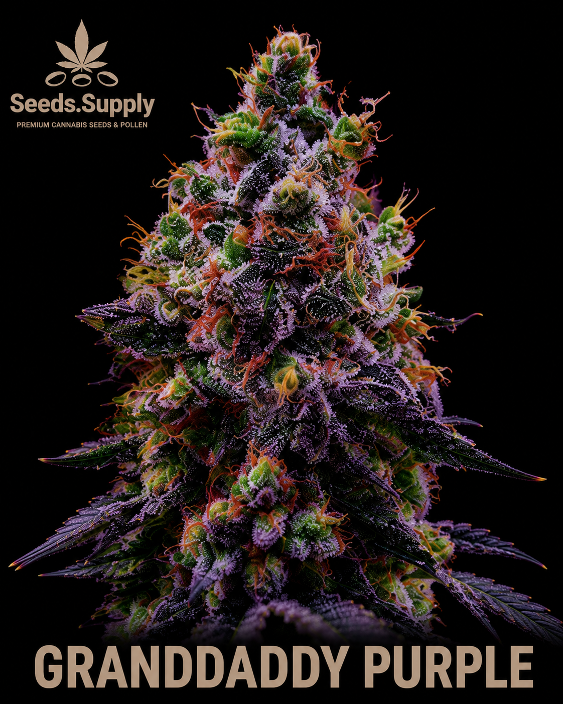 Grand Daddy Purp cannabis flower by Seeds.Supply