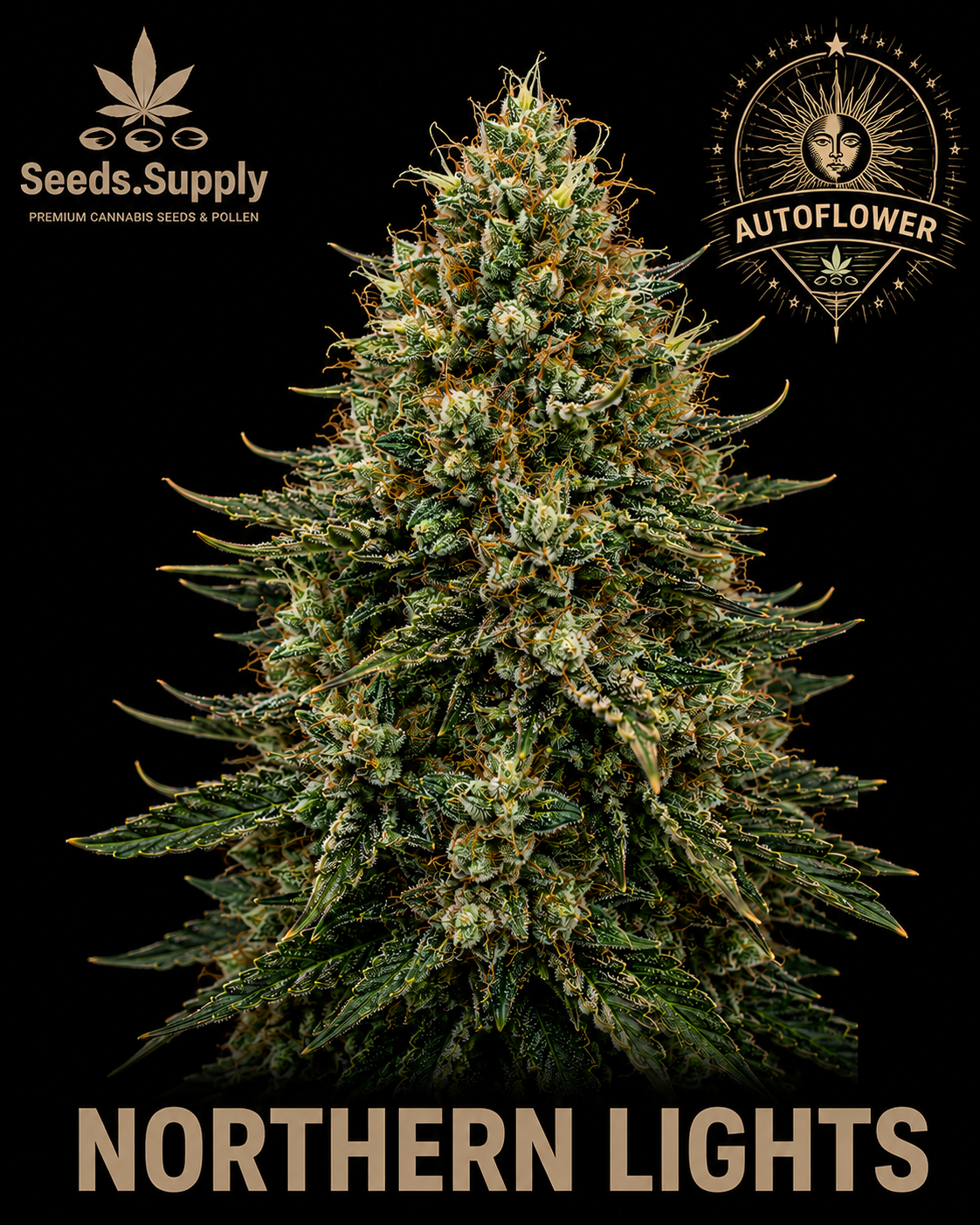 Northern Lights Autoflower cannabis flower by Seeds.Supply