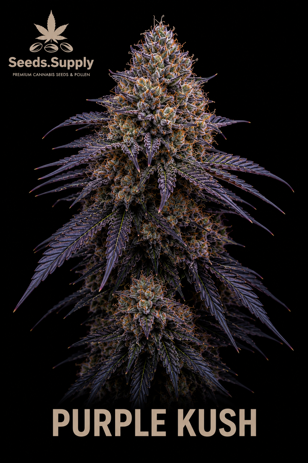 Purple Kush cannabis flower seed and pollen packaging by Seeds.Supply