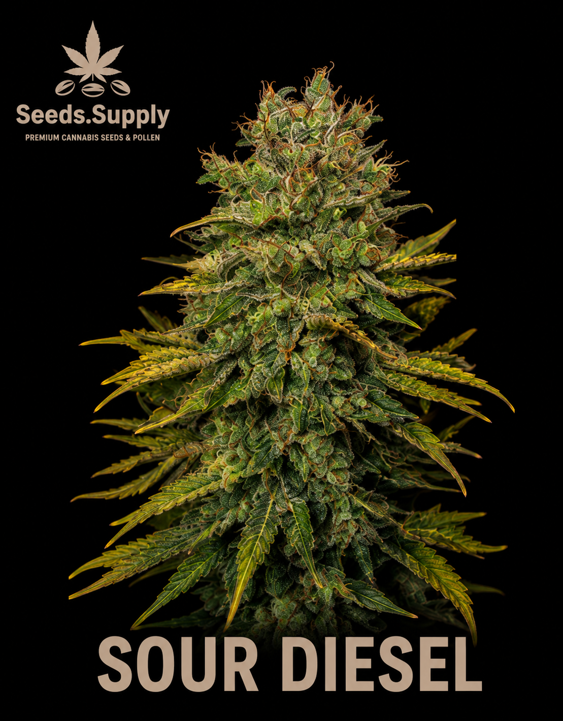 Sour Diesel cannabis flower and pollen by Seeds.Supply