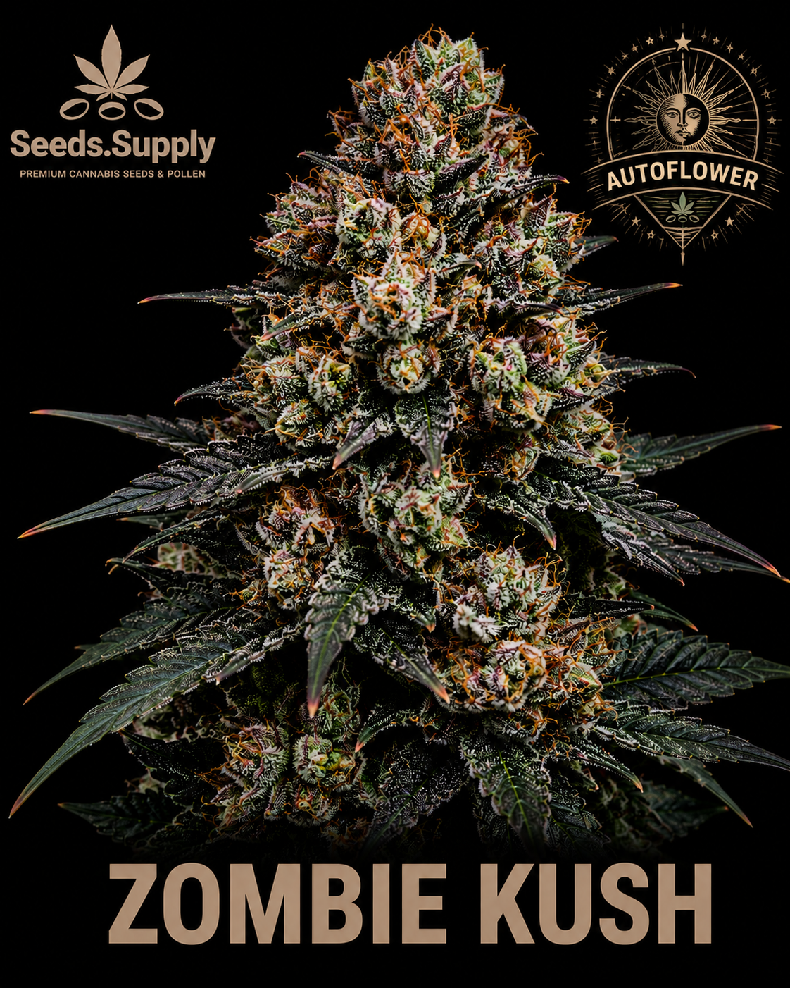 Zombie Kush Autoflower cannabis flower by Seeds.Supply