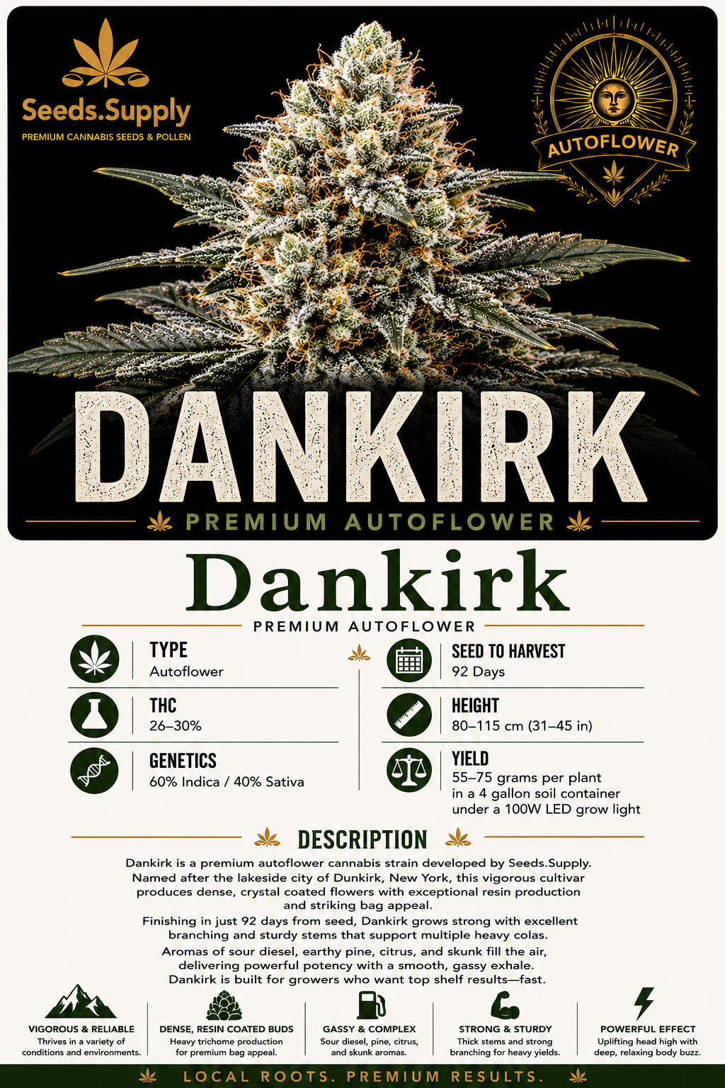 Dankirk premium autoflower cannabis strain by Seeds.Supply featuring a dense, trichome covered cannabis flower with complete strain information including THC, genetics, grow time, yield, and cultivation details.