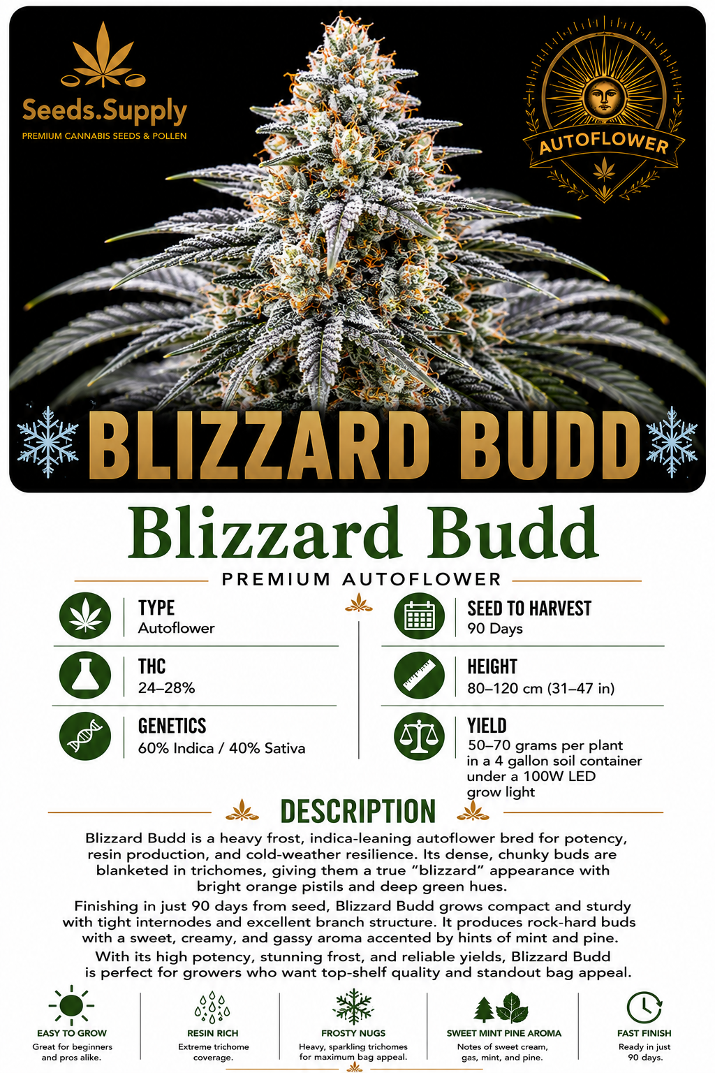 Blizzard Budd premium autoflower cannabis strain by Seeds.Supply featuring an exceptionally frosty cannabis flower and complete strain information including THC, genetics, grow time, yield, and cultivation details.