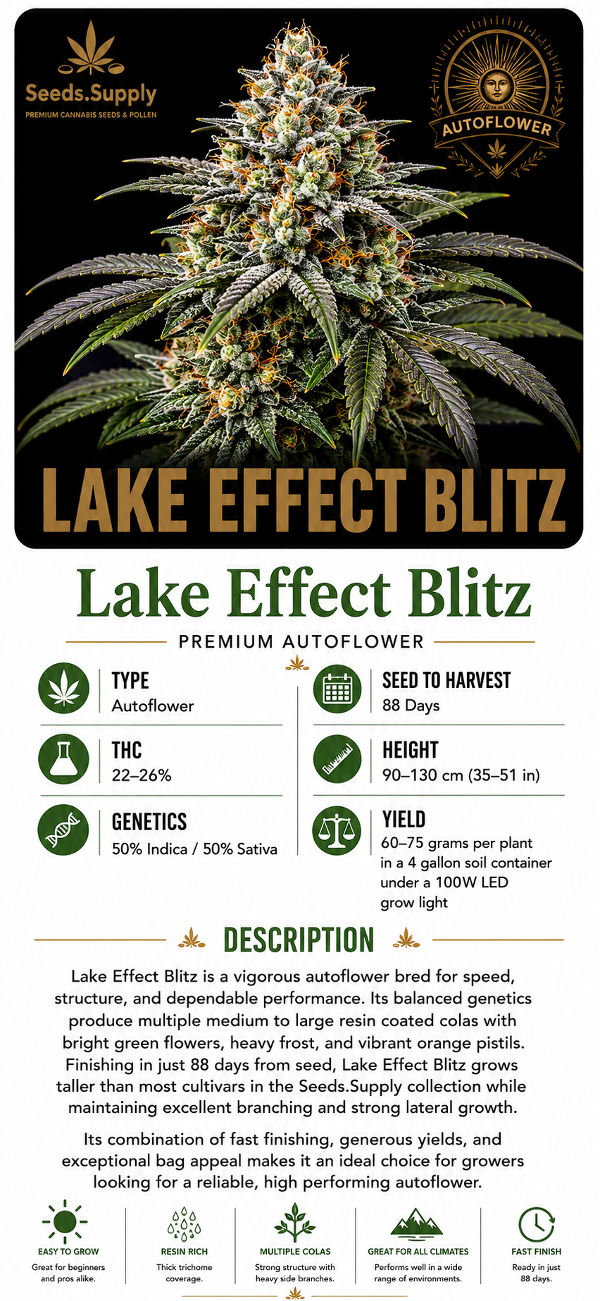 Lake Effect Blitz premium autoflower cannabis strain by Seeds.Supply featuring a frosty cannabis flower and complete strain information including THC, genetics, grow time, yield, and cultivation details.
