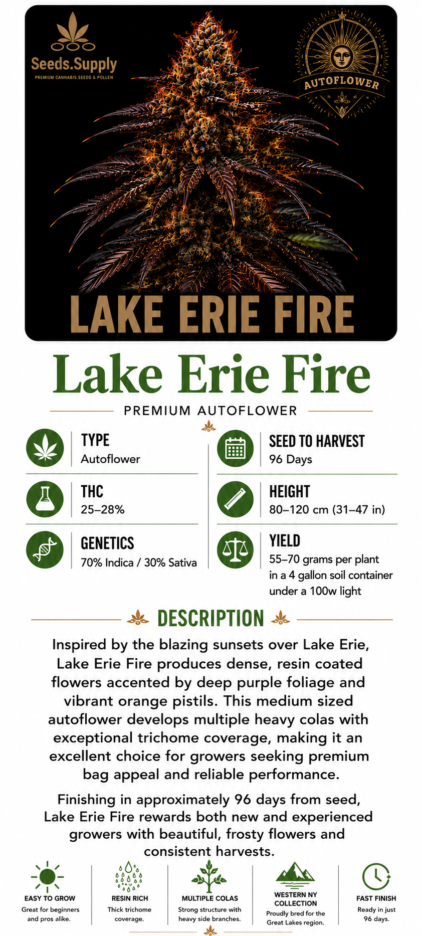 Lake Erie Fire autoflower cannabis strain by Seeds.Supply featuring a premium purple flower and complete strain information including THC, genetics, grow time, yield, and cultivation details.