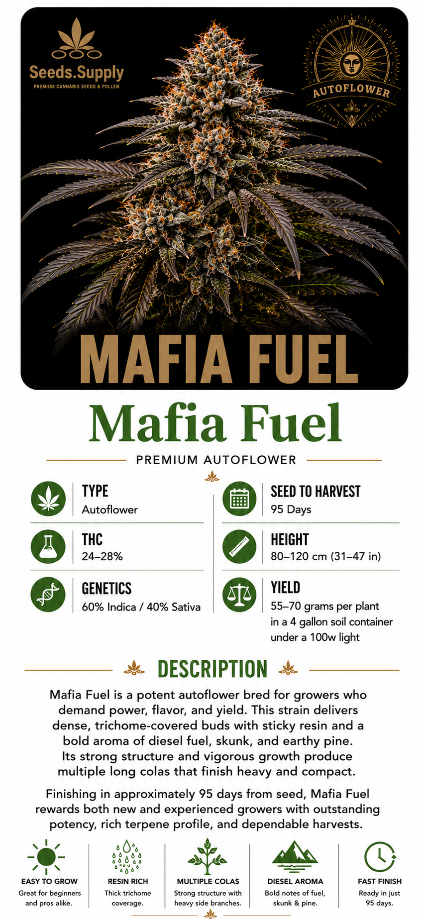 Mafia Fuel premium autoflower cannabis strain by Seeds.Supply featuring a frosty cannabis flower and complete strain information including THC, genetics, grow time, yield, and cultivation details.