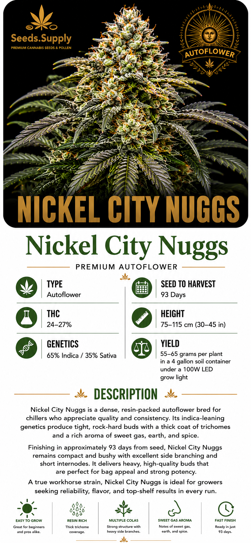 Nickel City Nuggs premium autoflower cannabis strain by Seeds.Supply featuring a dense, frosty cannabis flower and complete strain information including THC, genetics, grow time, yield, and cultivation details.
