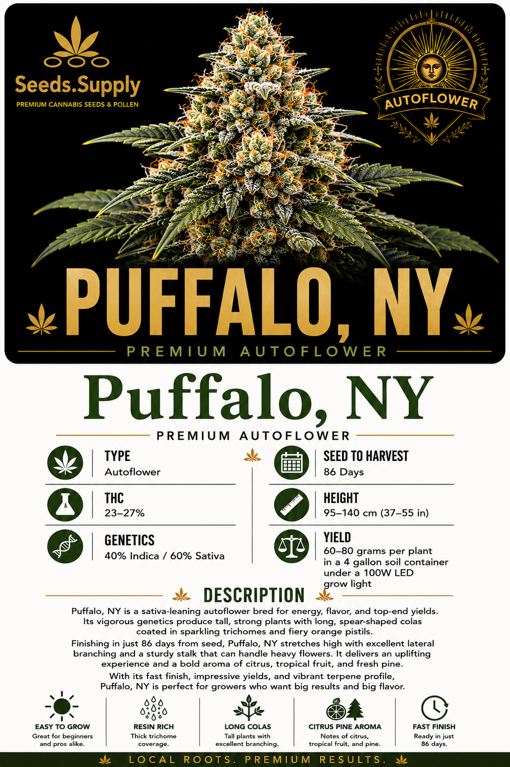 Puffalo, NY premium autoflower cannabis strain by Seeds.Supply featuring a vigorous, trichome covered cannabis flower with complete strain information including THC, genetics, grow time, yield, and cultivation details.