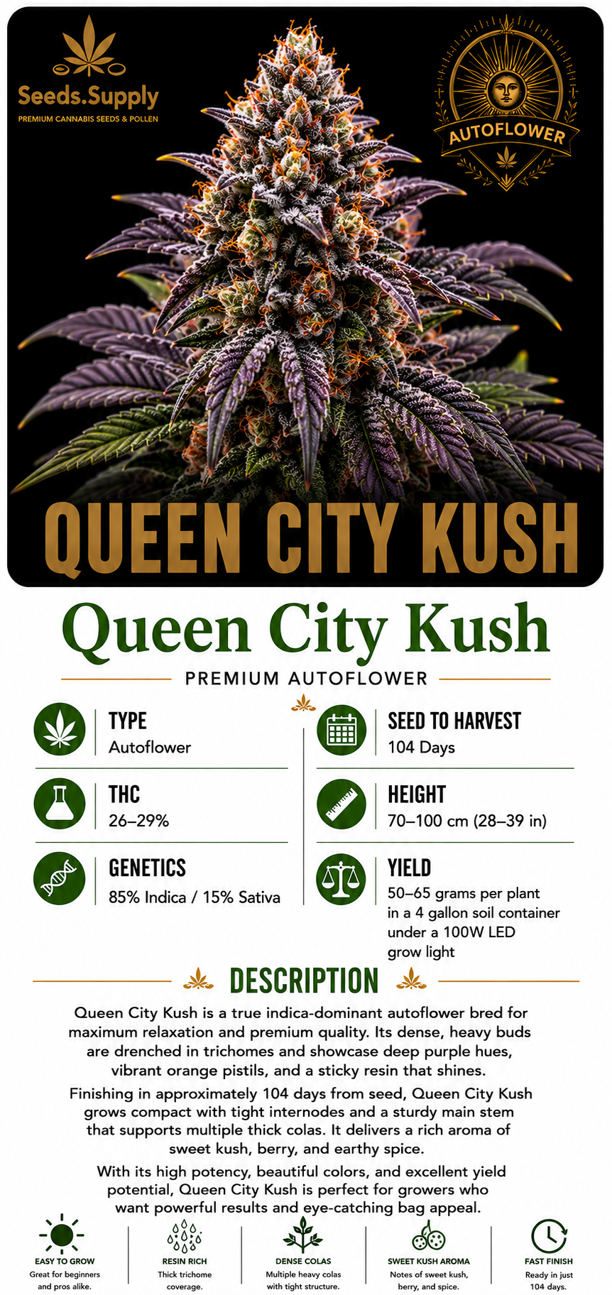 Queen City Kush premium autoflower cannabis strain by Seeds.Supply featuring a dense, frosty purple cannabis flower and complete strain information including THC, genetics, grow time, yield, and cultivation details.
