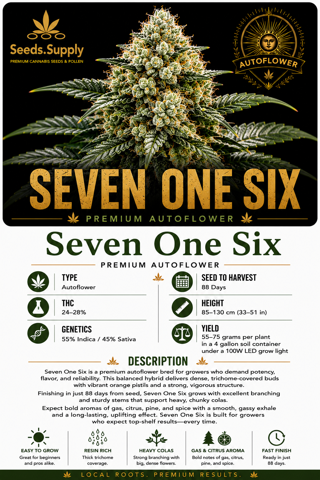 Seven One Six premium autoflower cannabis strain by Seeds.Supply featuring a dense, trichome covered cannabis flower with complete strain information including THC, genetics, grow time, yield, and cultivation details.