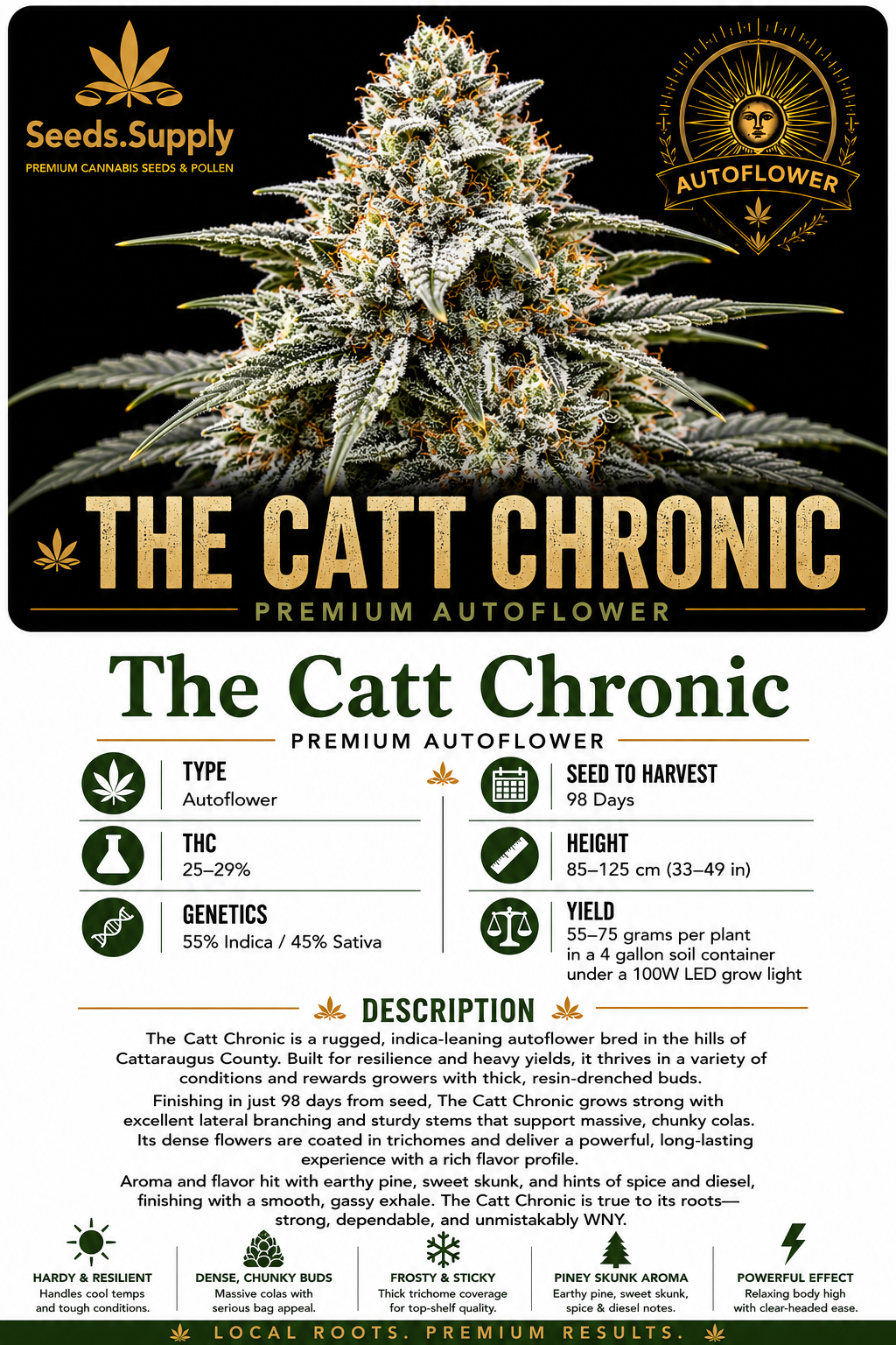 The Catt Chronic premium autoflower cannabis strain by Seeds.Supply featuring a dense, trichome covered cannabis flower with complete strain information including THC, genetics, grow time, yield, and cultivation details.
